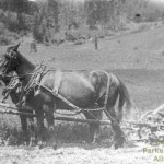 Nelson Butler mowing hay on the Butler Ranch