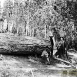 Logging for Blair Mill at Sly Park